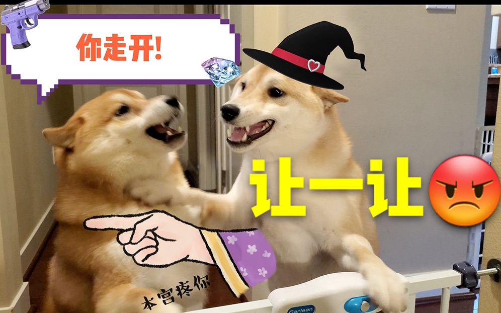 【柴犬争宠大赛】