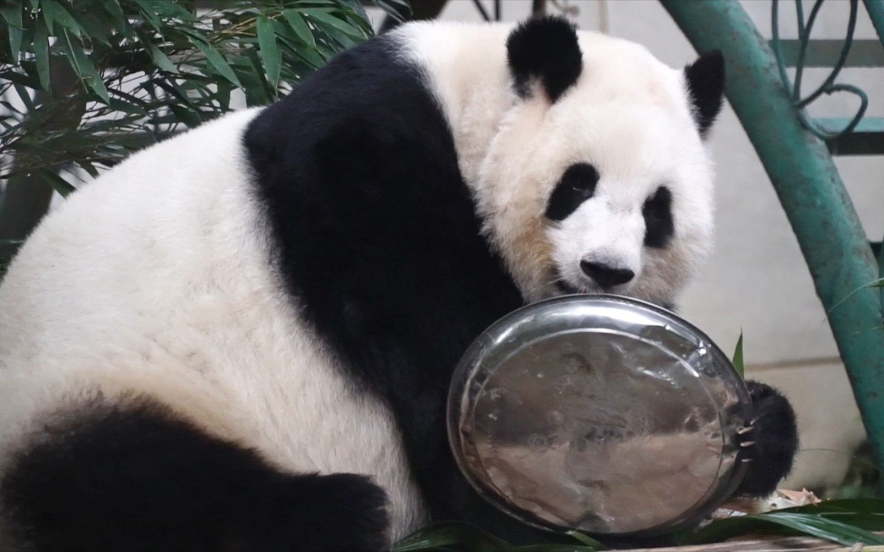 大熊猫囡囡图片