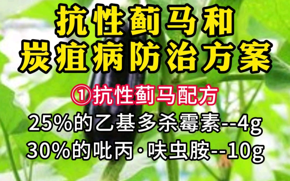 抗性蓟马和炭疽病防治方案