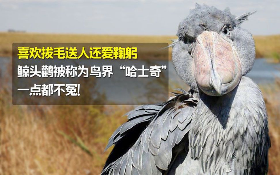 喜欢拔毛送人还爱鞠躬,鲸头鹳被称为鸟界哈士奇,一点都不冤!