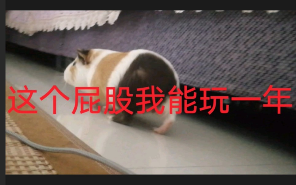 萌萌哒的荷兰小猪憨憨哔哩哔哩bilibili