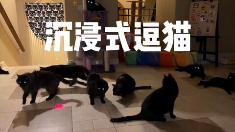 一群黑猫开着小灯泡转圈圈_哔哩哔哩_bilibili