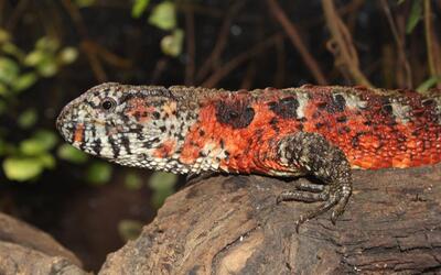 【国宝●瑶山鳄蜥】人工环境下瑶山鳄蜥的繁殖行为