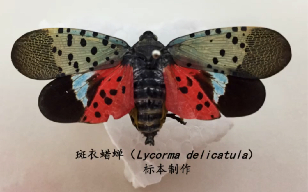 标本制作#斑衣蜡蝉(Lycorma delicatula),“花姑娘”,“花大姐”哔哩哔哩bilibili