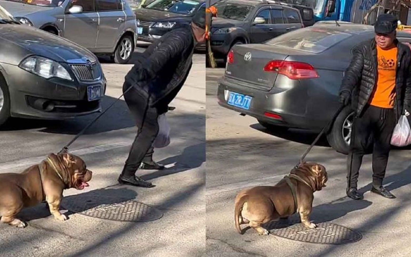 狗狗在街头耍赖不走大爷怎么也拽不动大爷直呼太难了