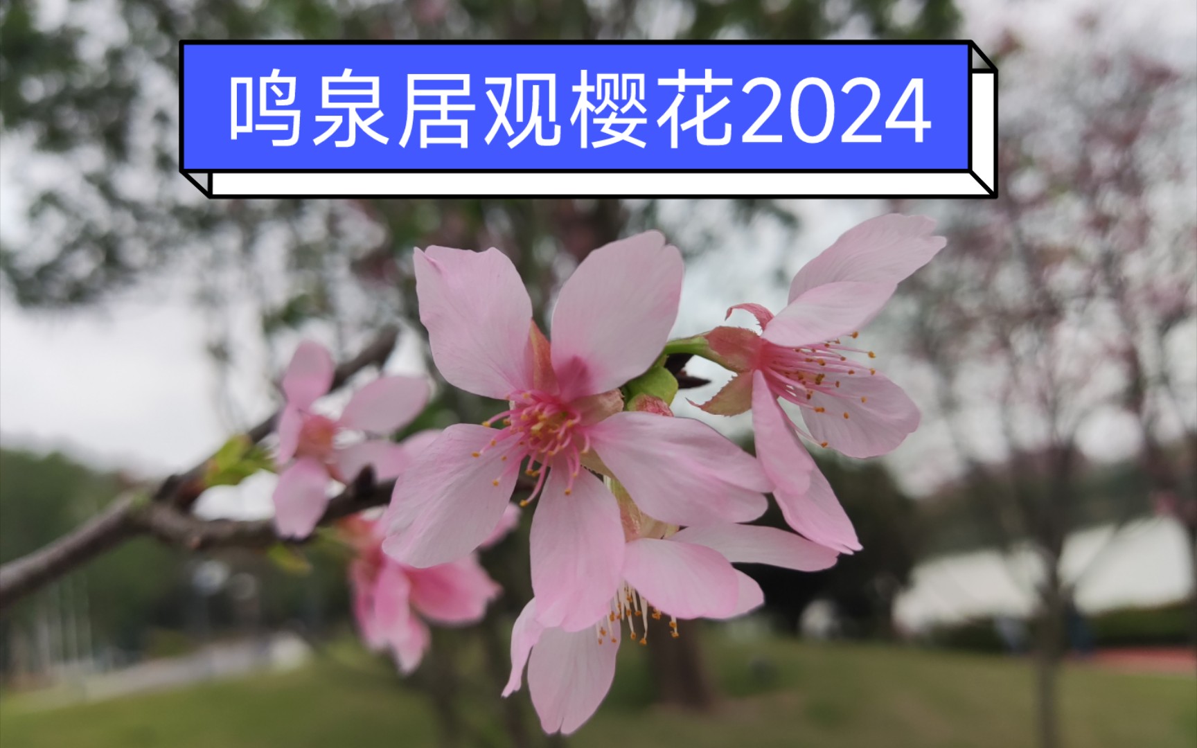 鸣泉居观樱花2024哔哩哔哩bilibili