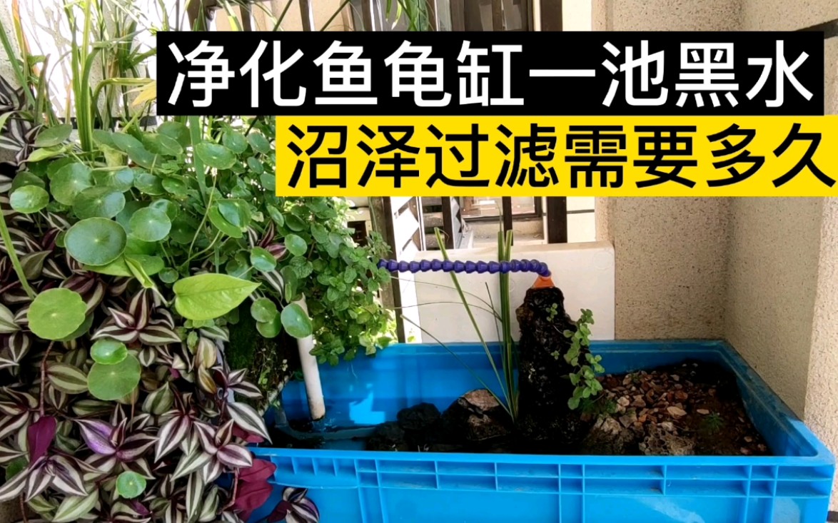 一年不换水最强的过滤方式—沼泽过滤.需要多久净化一池鱼缸黑水?