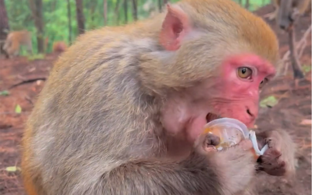 猴子开果冻