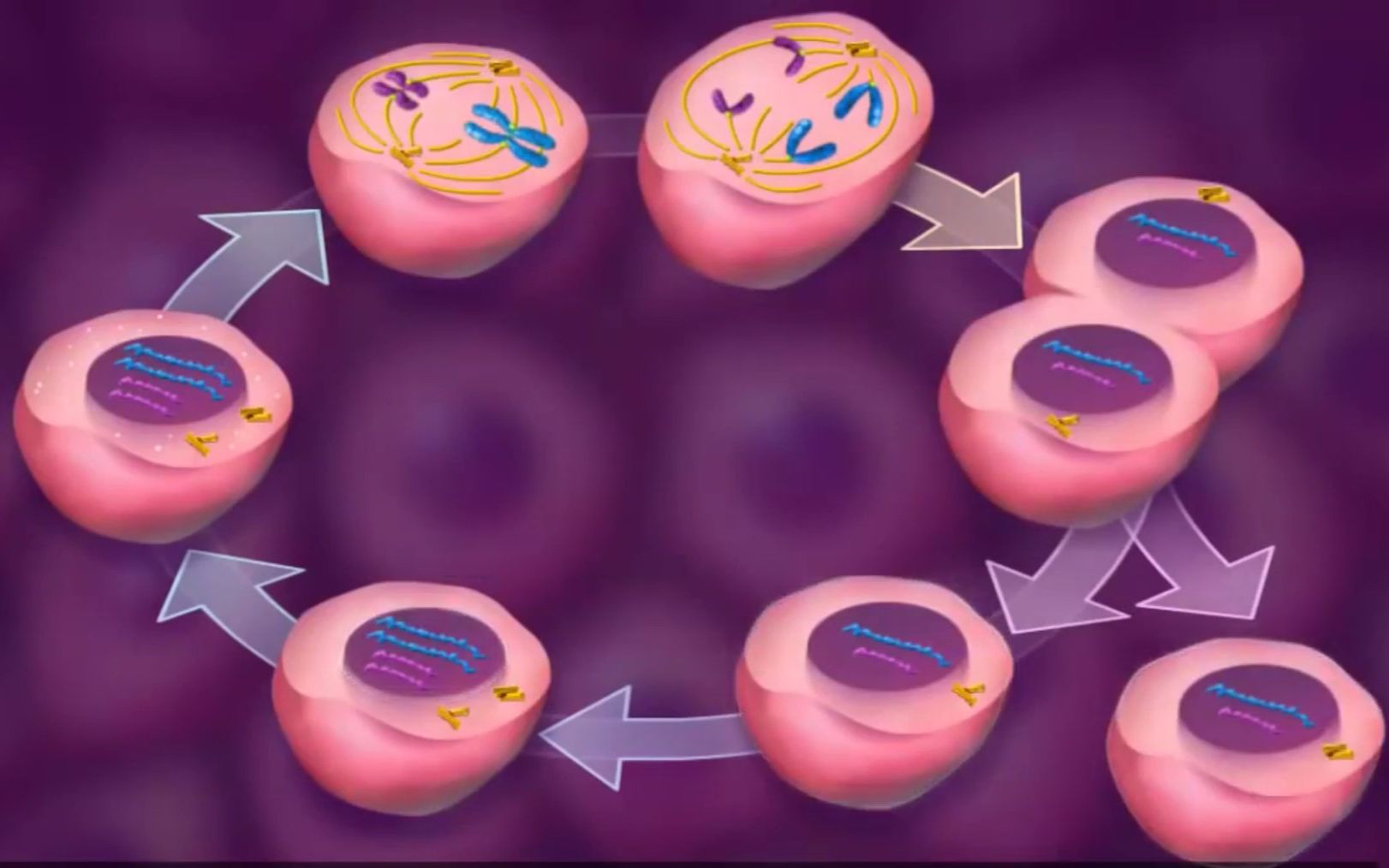[英文字幕] core 09 cell cycle and mitosis 3d animation 细胞周期