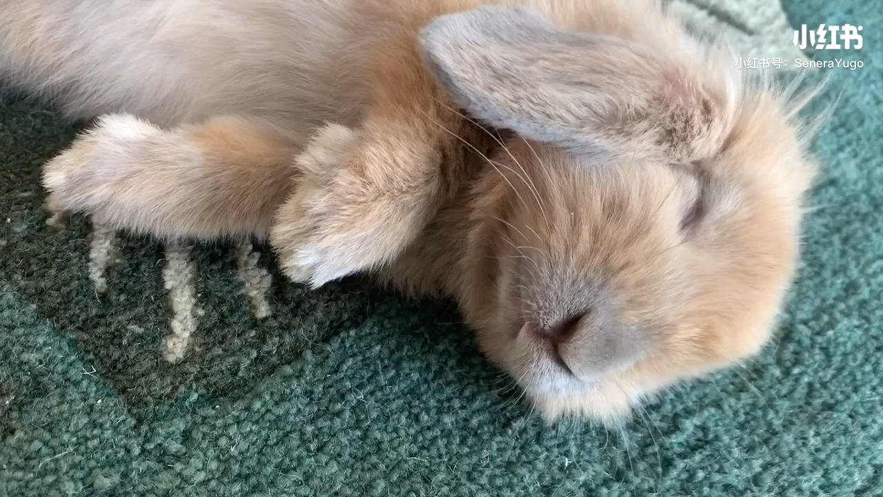 睡觉睁只眼闭只眼的兔仔仔