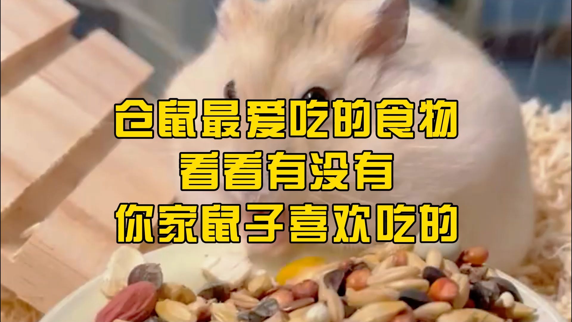 仓鼠最爱吃的食物是什么?看看你家鼠子是不是也喜欢吃?哔哩哔哩bilibili