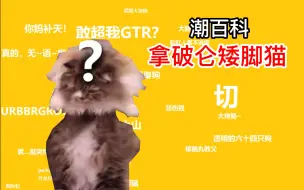 Download Video: 拿破仑矮脚猫是什么梗？【梗百科】