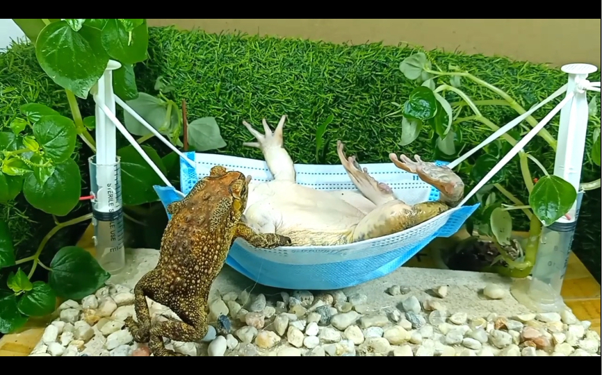 大牛蛙躺在吊床上,生活美滋滋啊,连蛤蟆都羡慕