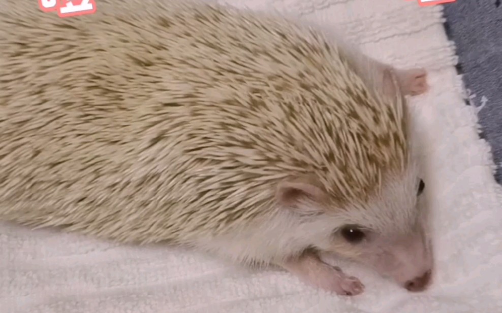 岛屿化作小星星之小刺猬炸毛版_哔哩哔哩 (゜-゜)つロ 干杯~-bilibili