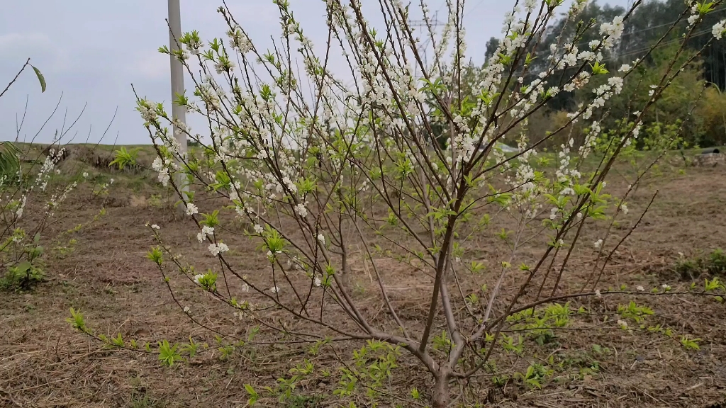 [图]李花