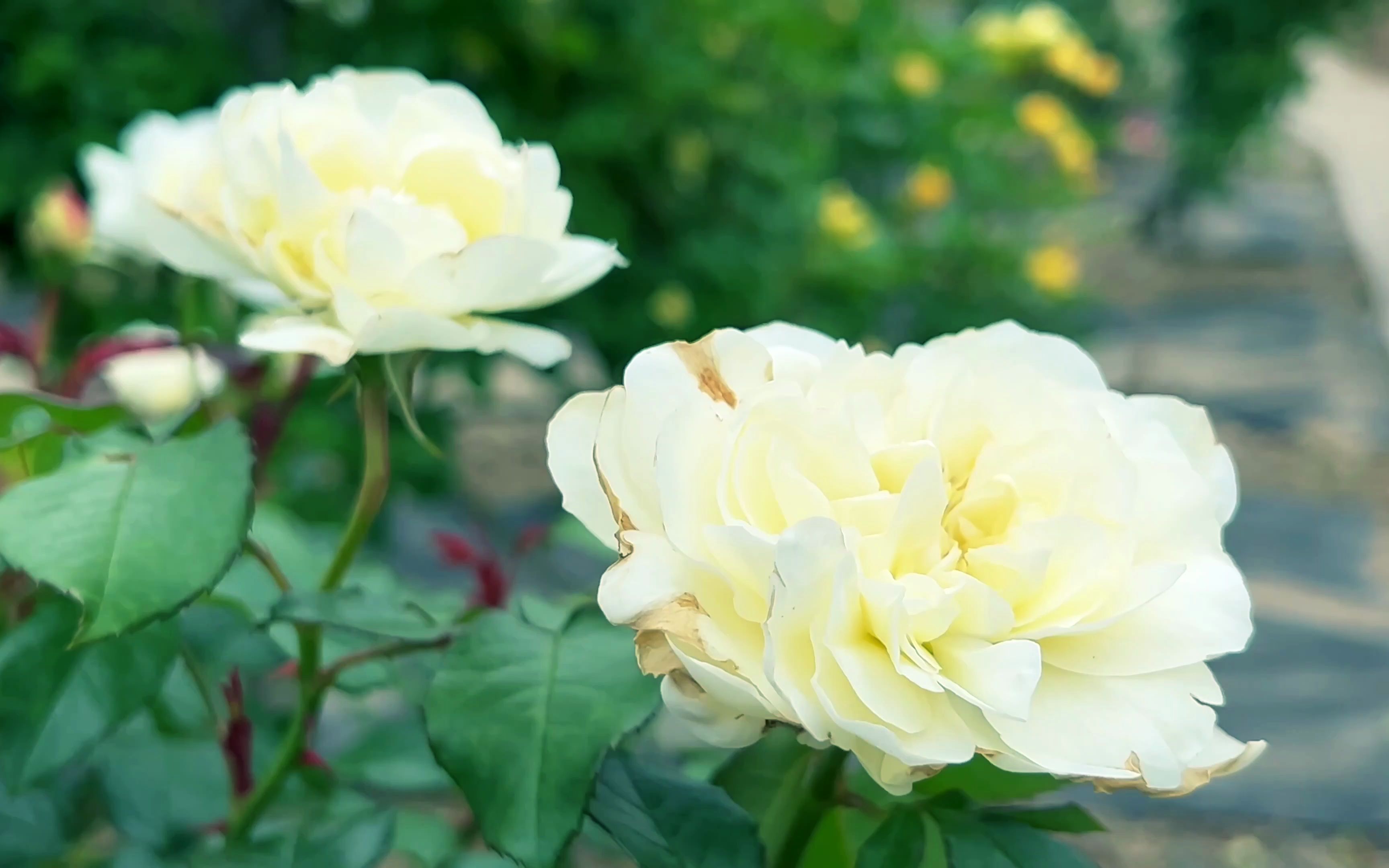 [图]4K 花开不并百花丛，独立疏篱趣未穷