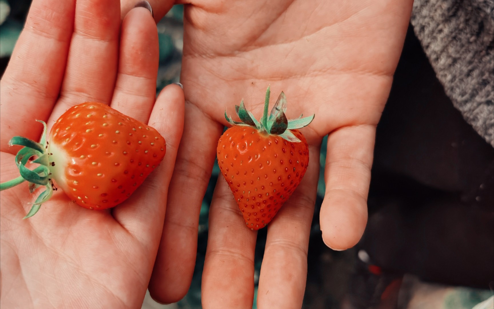 黄川草莓91采摘_哔哩哔哩_bilibili