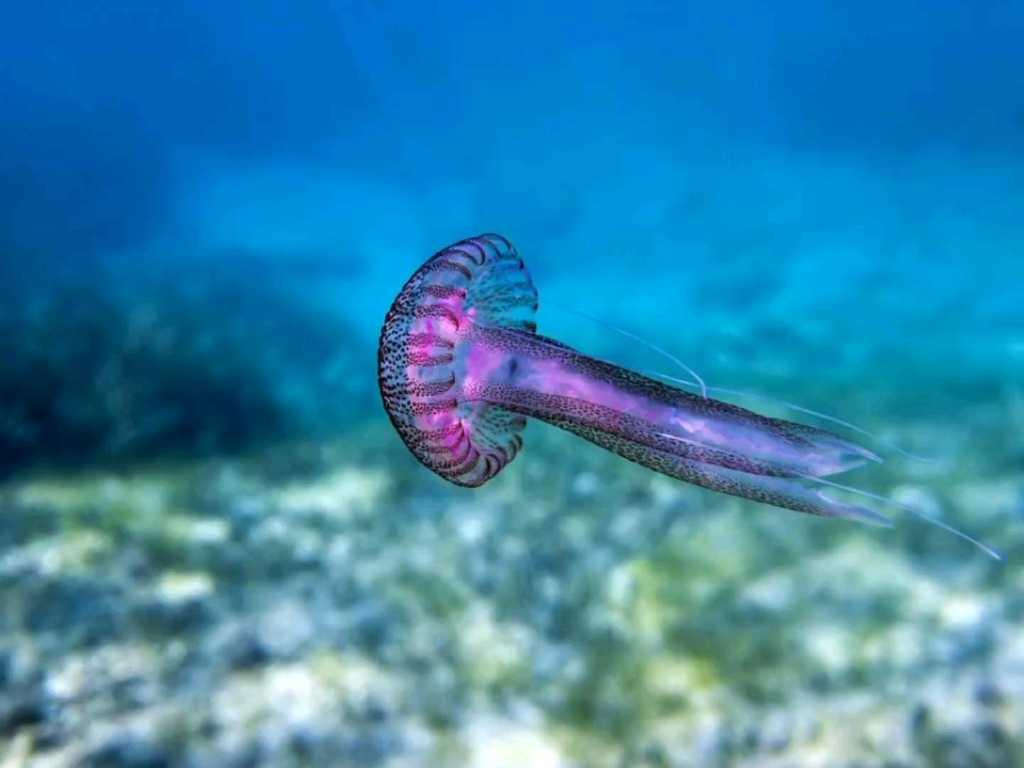 海洋生物中的长身紫意细长须蘑菇头小水母母_哔哩哔哩_bilibili