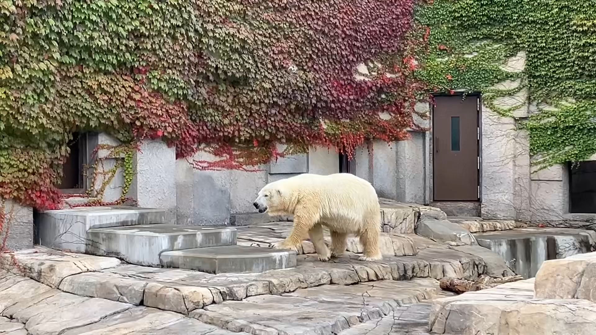 札幌市圆山动物园图片