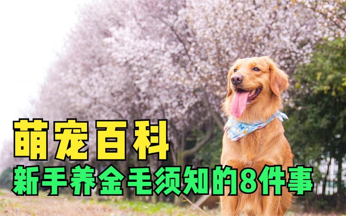 新手养金毛须知的8件事,金毛犬的优缺点有哪些,金毛幼犬好养吗哔哩哔哩bilibili