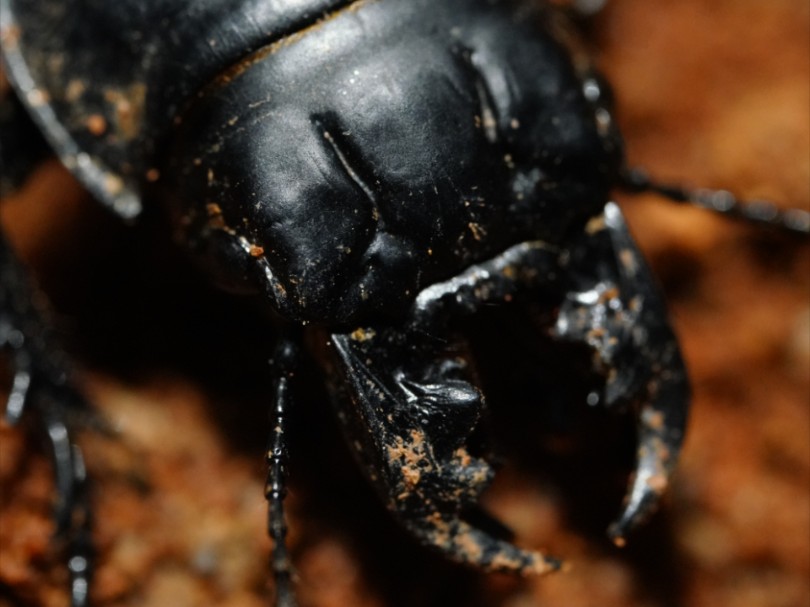 澳洲小恐龙蝼步甲philoscaphus tuberculatus?母虫活体视频