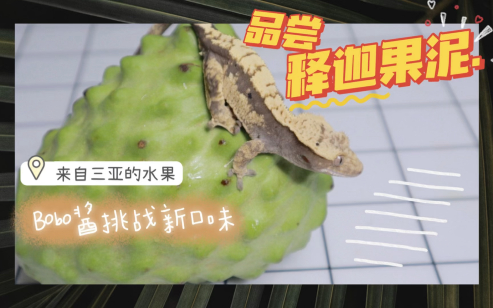 活动作品睫角守宫挑战新食物释迦果泥