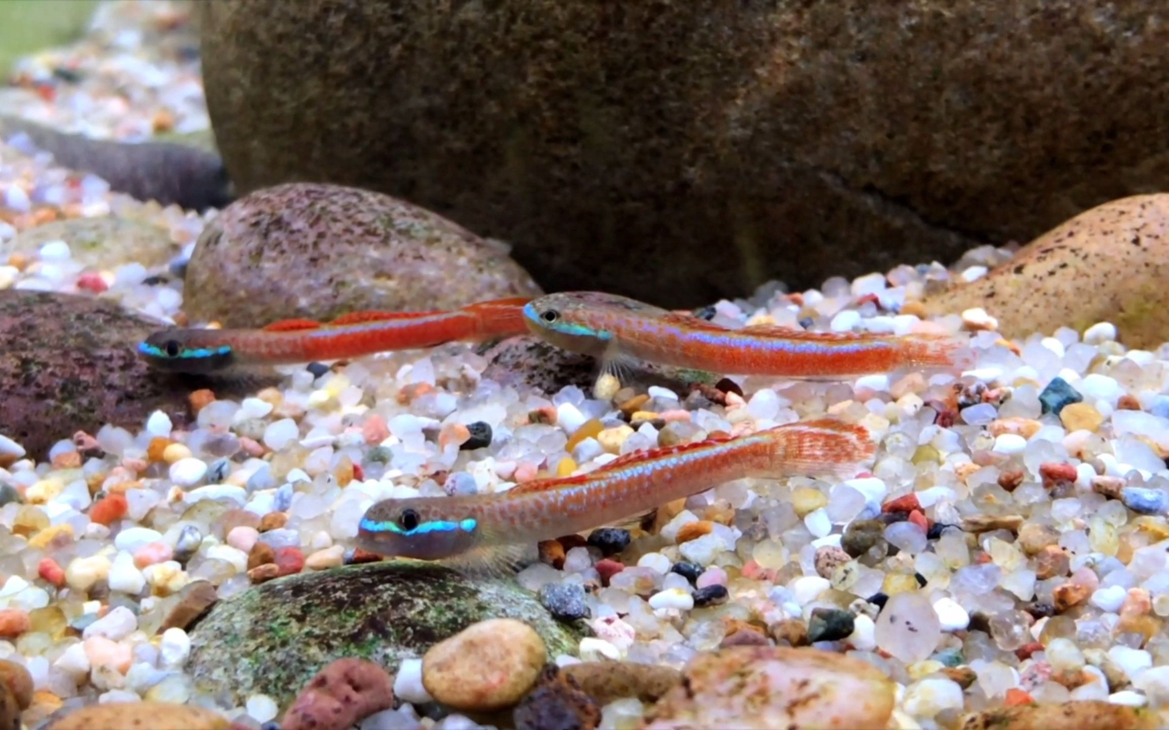 水族 淡水虾虎鱼(二)