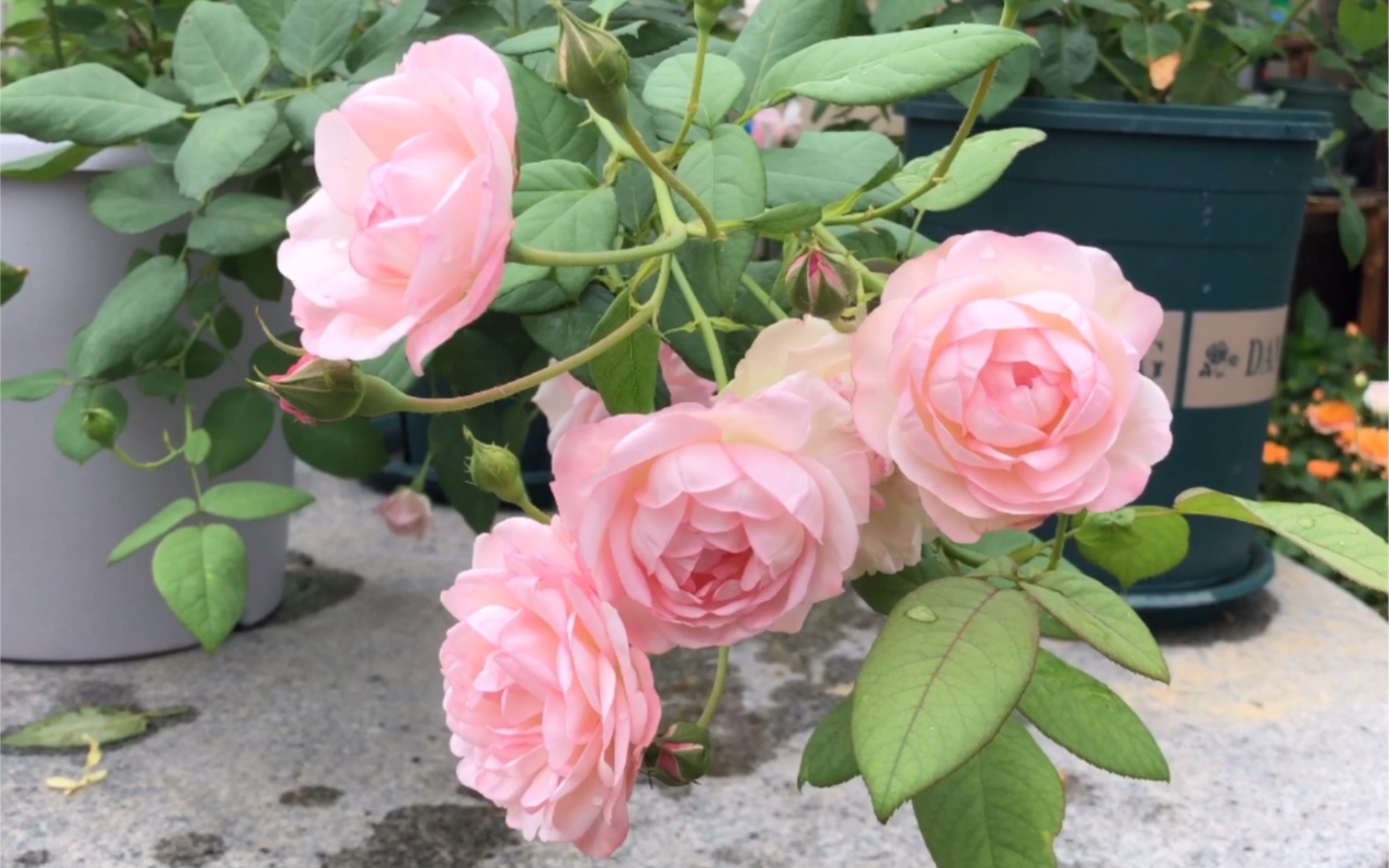 草莓杏仁饼月季