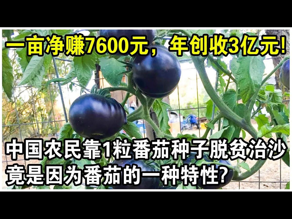 一亩净赚7600元,带动2万人年创收3亿元!中国农民靠1粒番茄种子脱贫治沙,竟是因为番茄的一种特性?哔哩哔哩bilibili