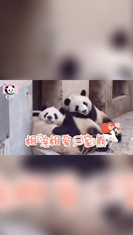 这才是we are伐木累哔哩哔哩bilibili