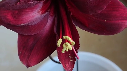 朱顶红迷你黑天鹅