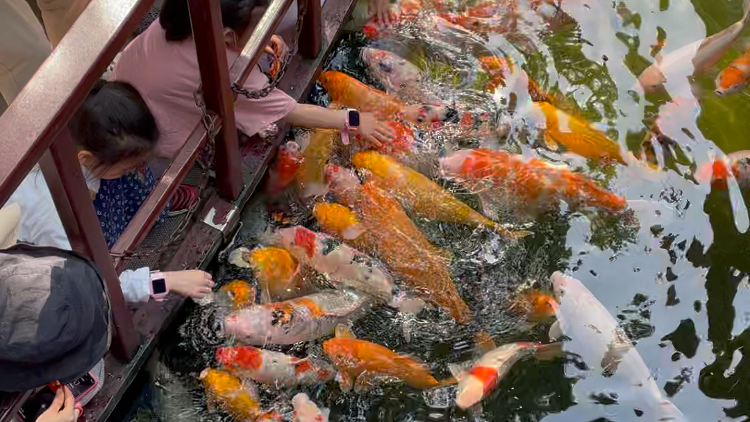苏州寒山寺锦鲤