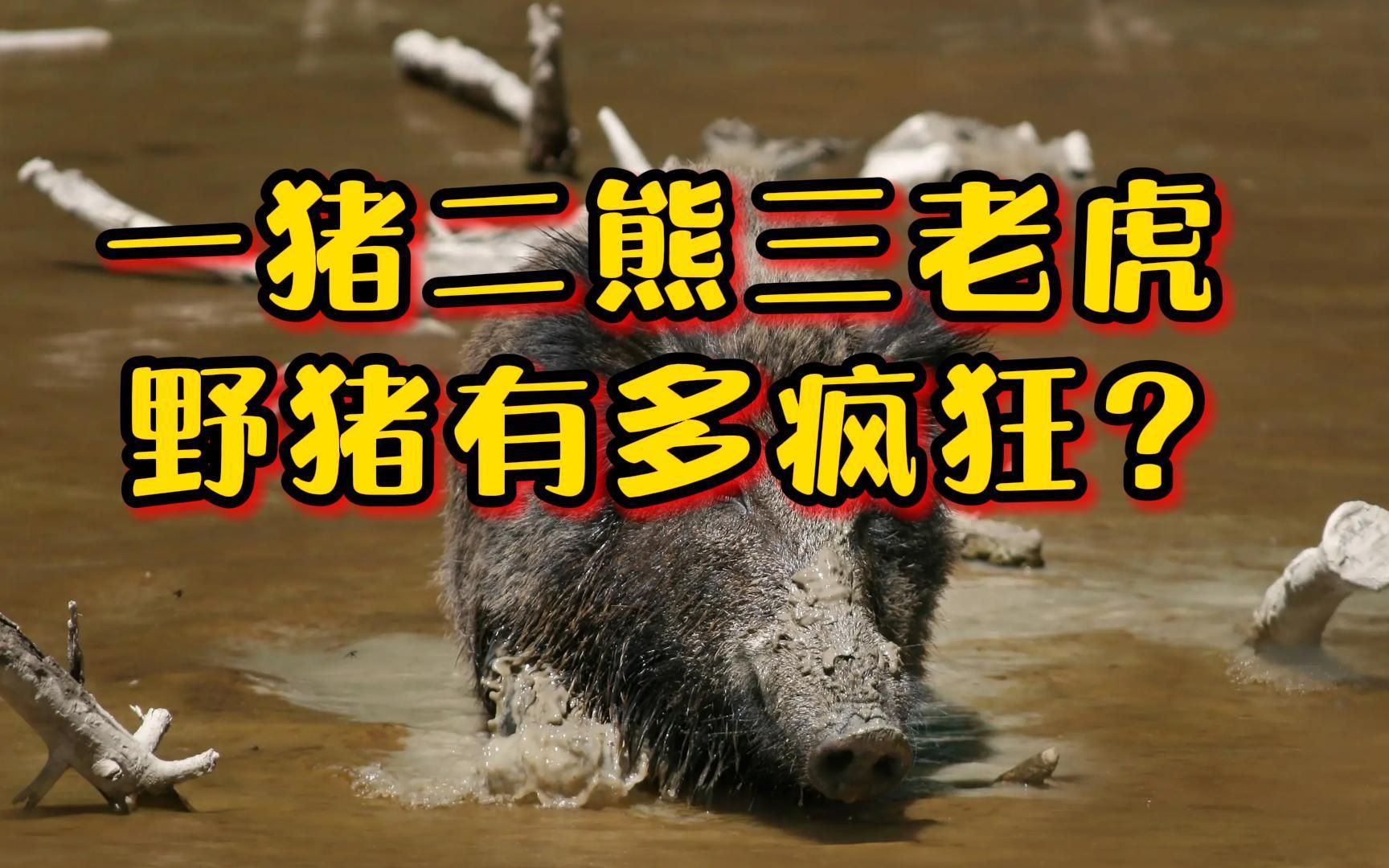 一猪二熊三老虎,野猪到底有多疯狂?