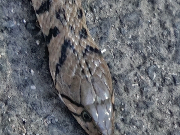 这几天在海南遇到的被车压死的蛇,希望大家开车慢点开把!