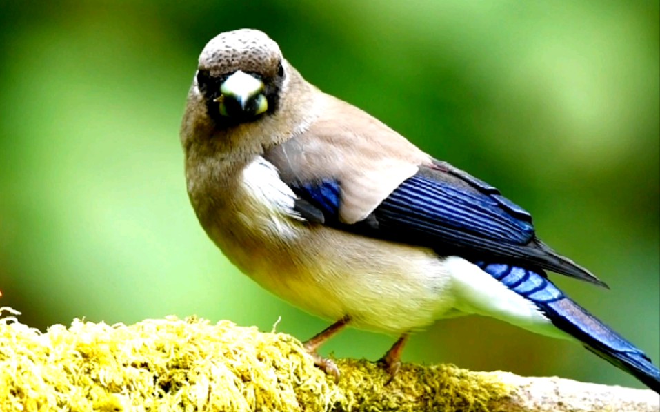 褐灰雀#鸟类摄影原创