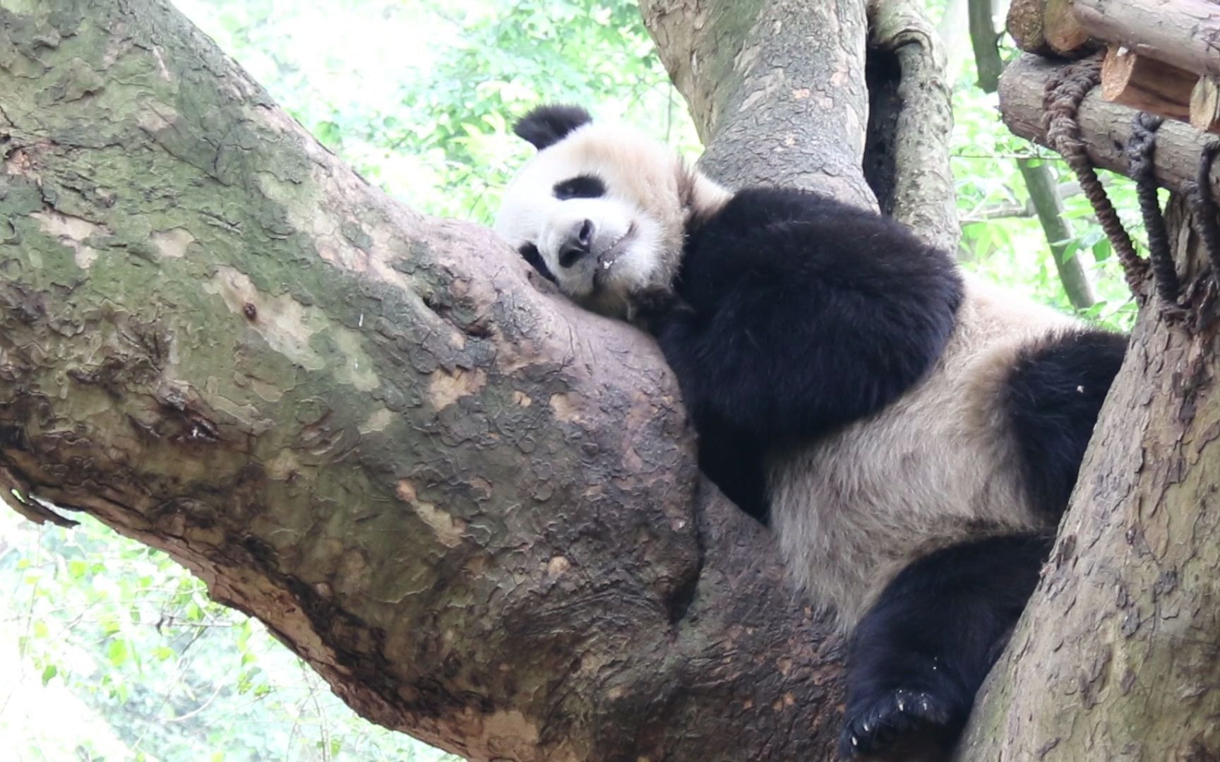 【大熊猫川仔】北川女儿川仔睡觉觉_哔哩哔哩 (゜-゜)つロ 干杯~-bili