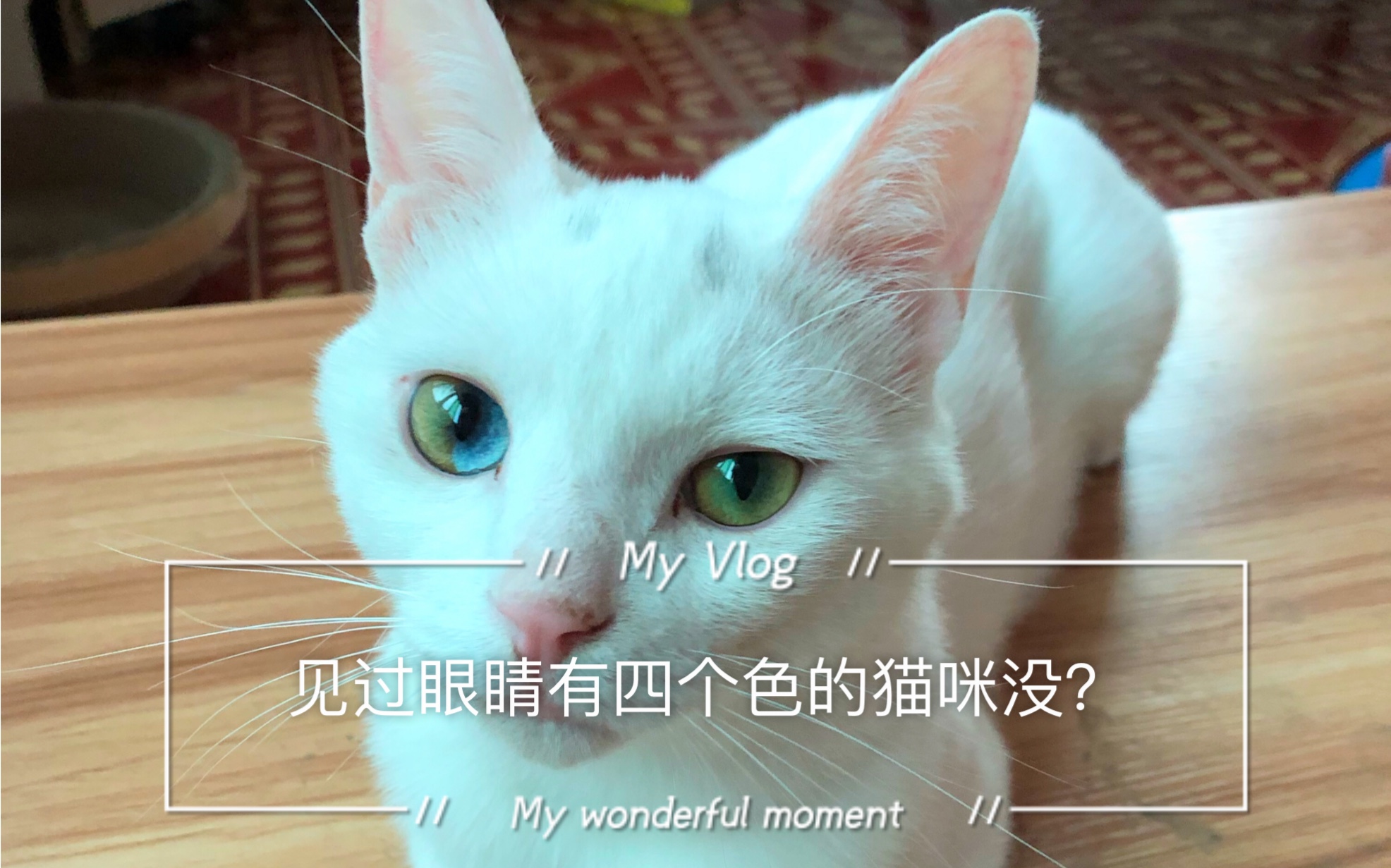 见过眼睛有四个色的猫咪没