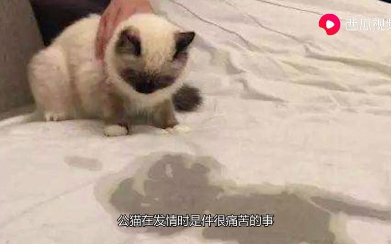 公猫为什么要做绝育这个答案我被感动到了哔哩哔哩bilibili