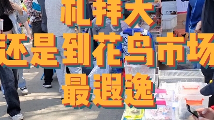 镇江 三山一渡全是人,南山花鸟市场是本地人的自留地!同城发现 市井生活 这里的周末ong的全是人!一本正经飚方言哔哩哔哩bilibili