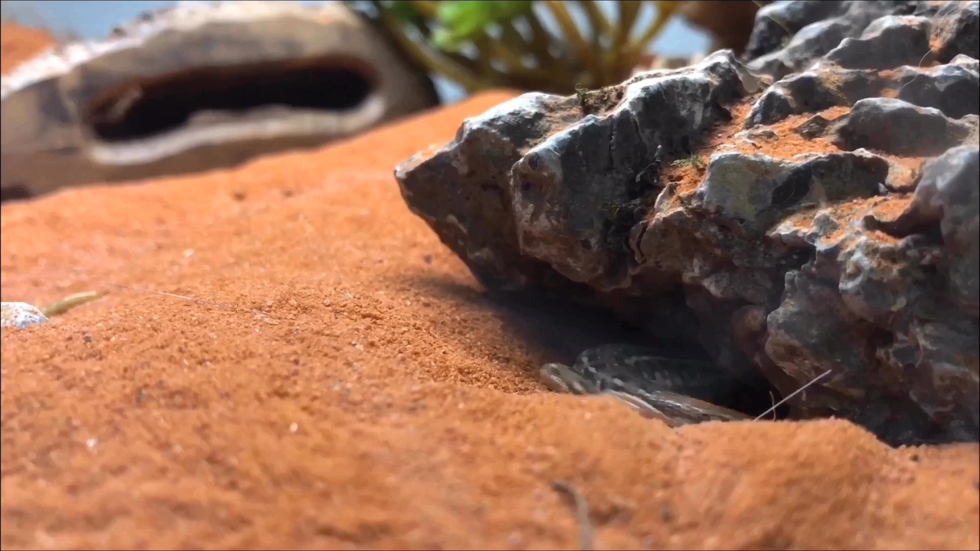 小岛爬虫沙漠造景丽斑麻蜥