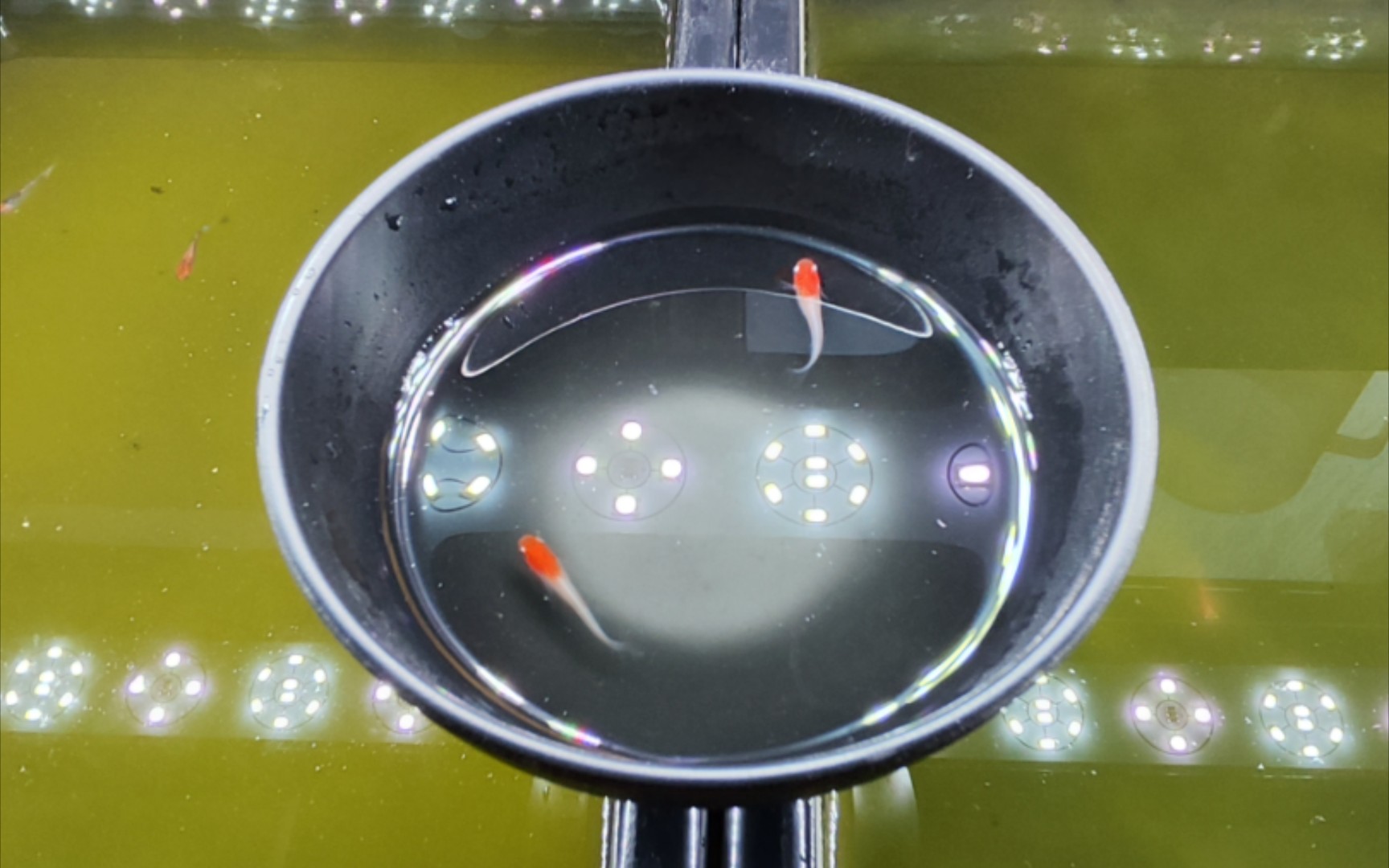 【观背青鱂】小町红白