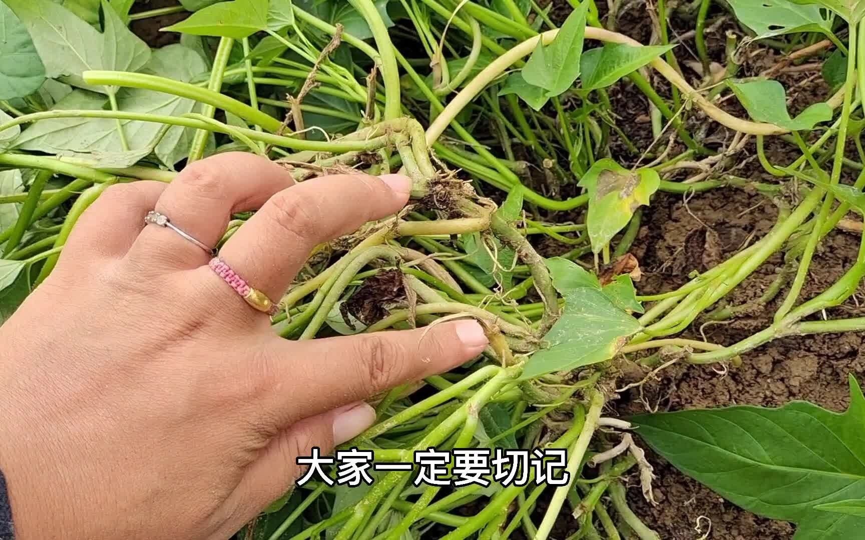 种植红薯有窍门,只要动手提一提,亩产万斤不是梦,高产又个大_哔哩哔哩