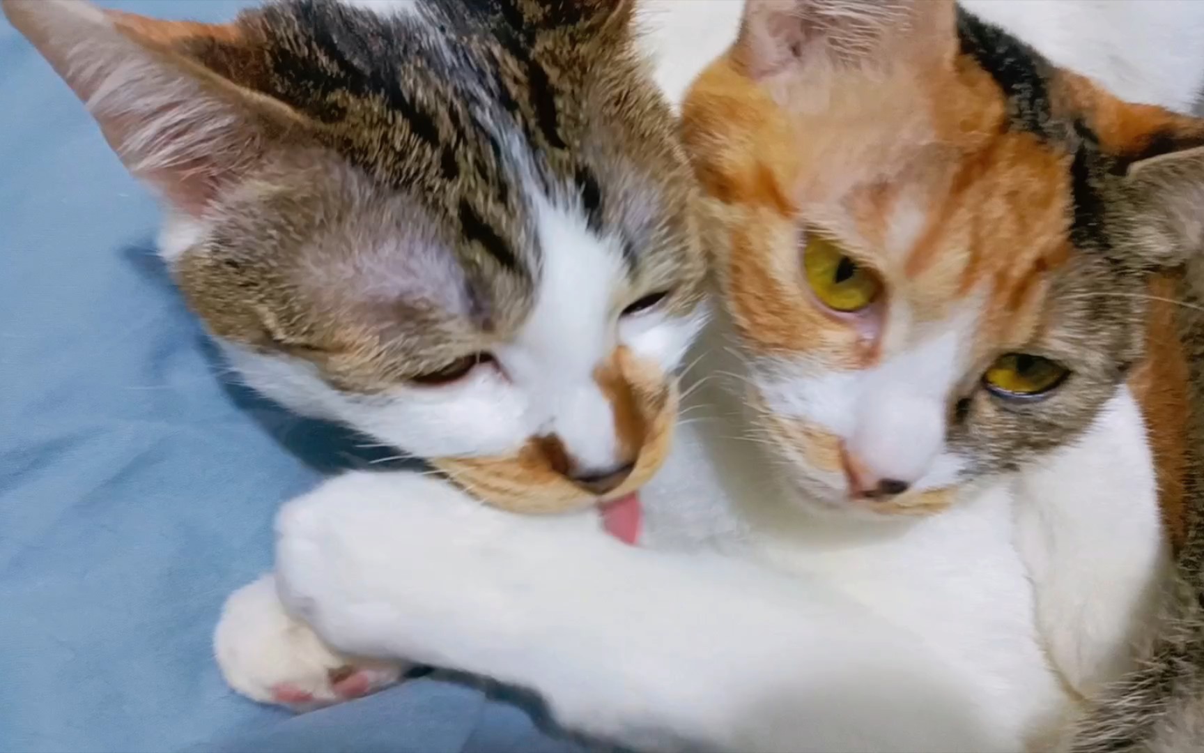 两只腻腻歪歪的小猫咪