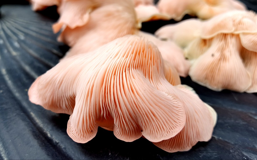 平菇我已经不记得采收多少次了我又种了一盆粉色的平菇今天也收了但是