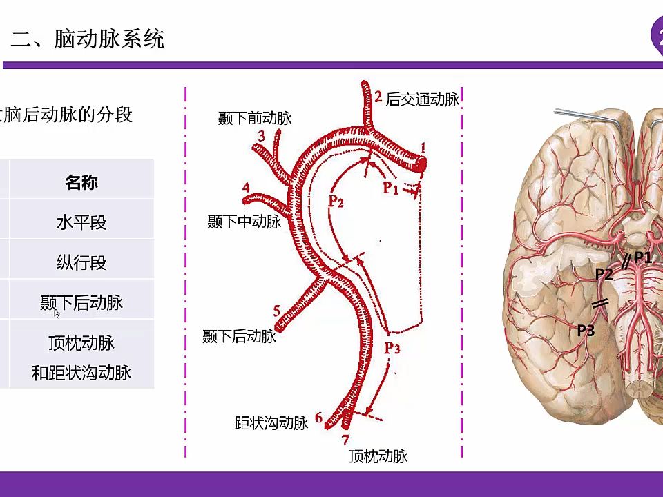 005脑血管应用解剖03(大脑后动脉分段分支和脑静脉系统)哔哩哔哩bilibili