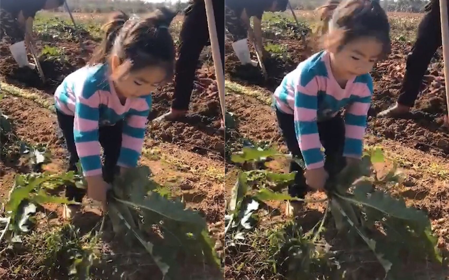 3岁萌娃地里拔萝卜边拔边用奶音哼唱儿歌02用尽力气萝卜却纹丝不动