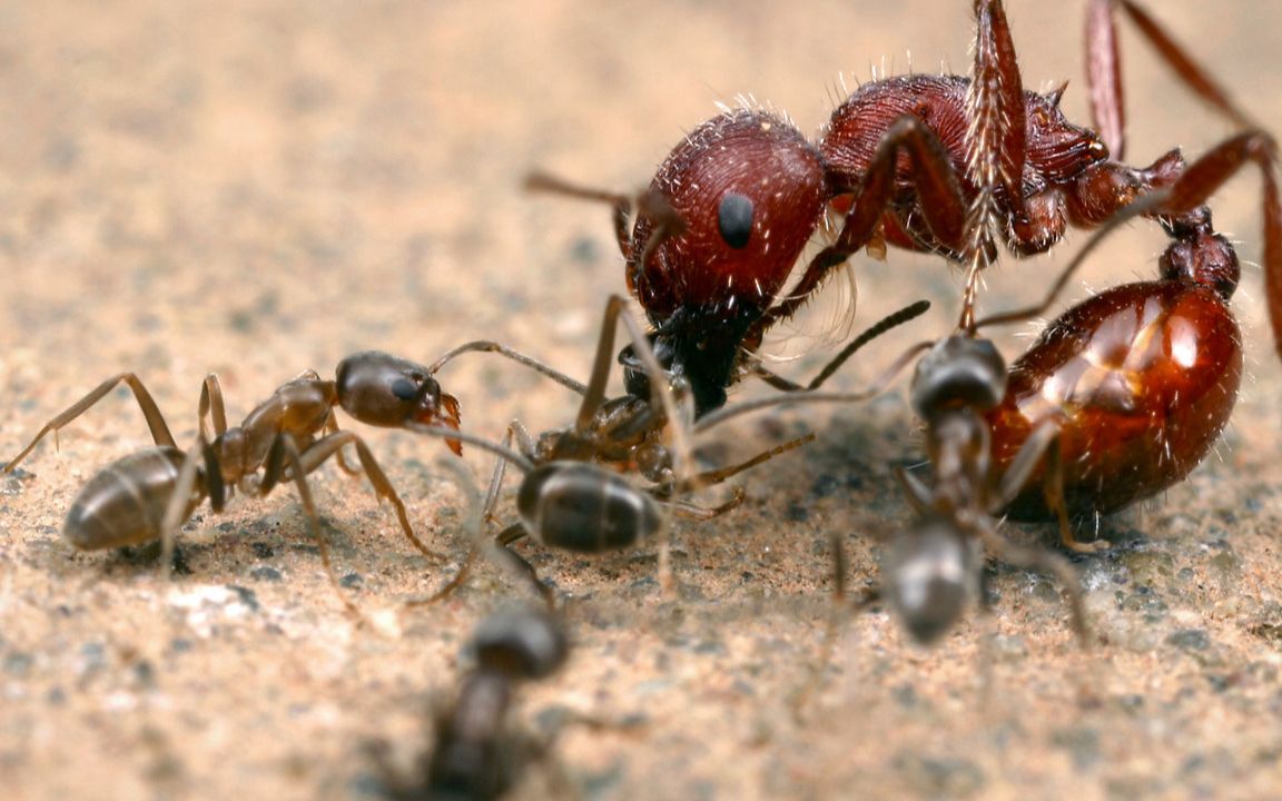 蚂蚁大战蜘蛛图片