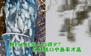 Download Video: 钓鱼总比别人少？不同调钓和抓口技巧，这样钓实用中鱼率又高！