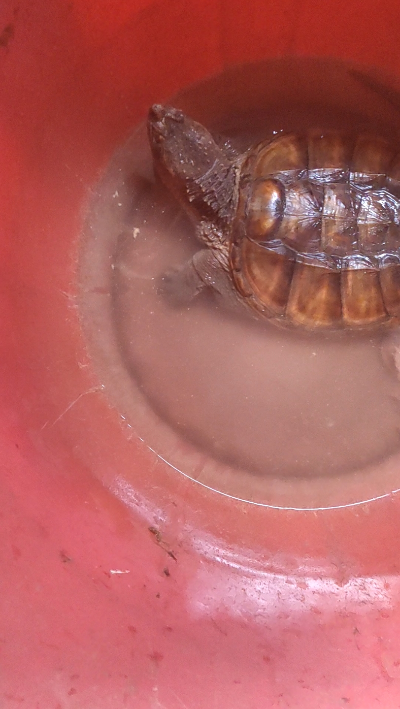 龟鳖打架一生一死,我的巴西龟死了