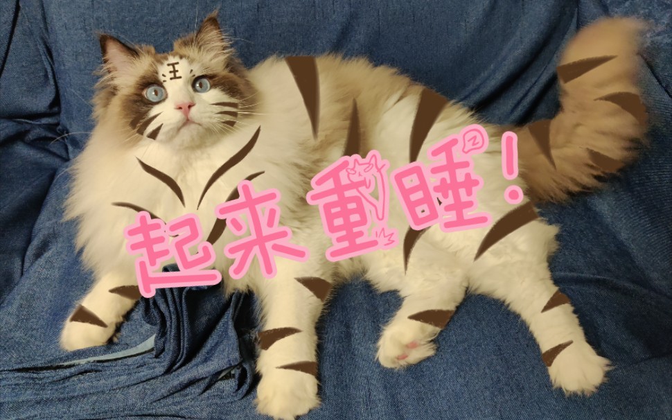 活动作品影集仙女猪卧姿大赏